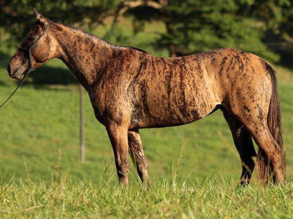 Tigresa Dash (Brindle Horse)